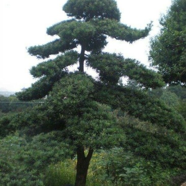 造型剌冬青