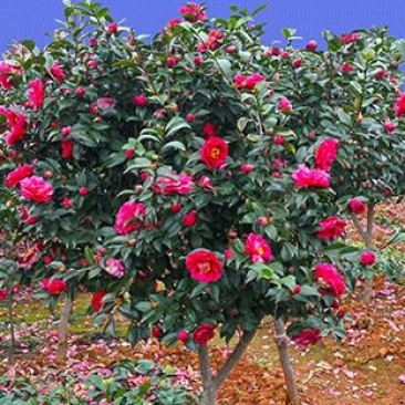 茶花，茶梅