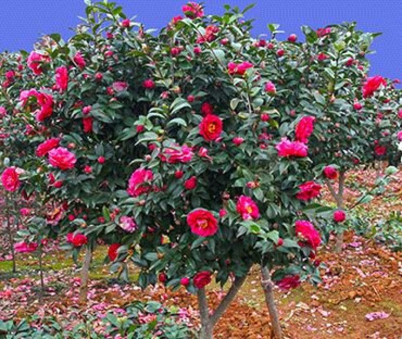 茶花，茶梅