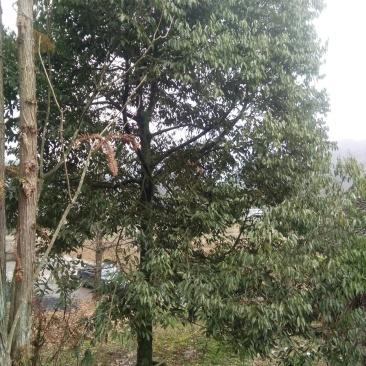 桂花