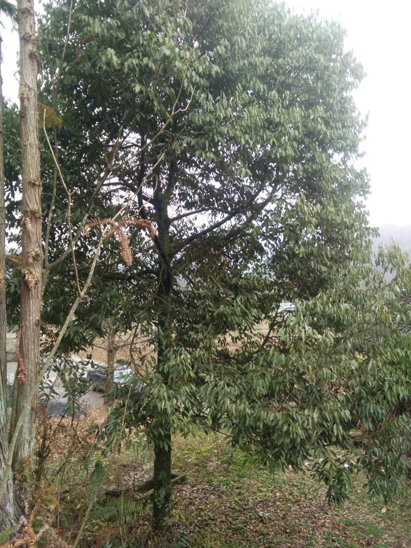 桂花