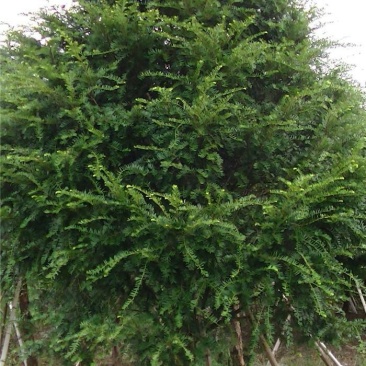 红豆杉