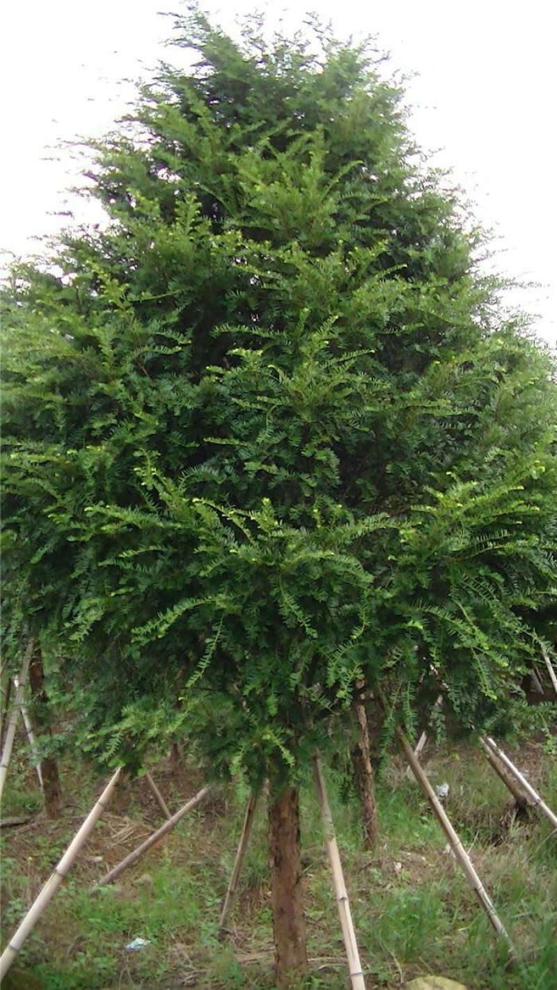 红豆杉