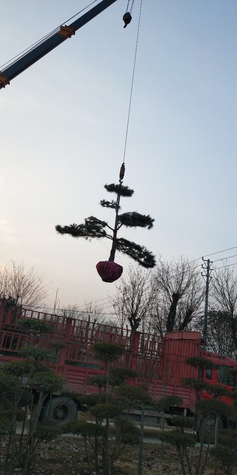 迎客松