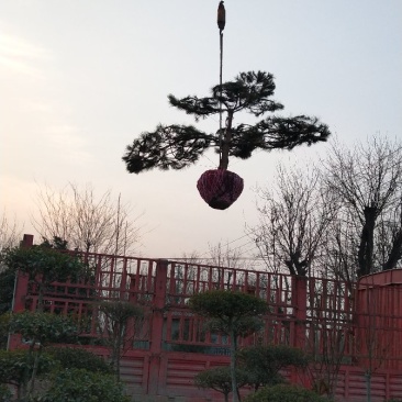 迎客松