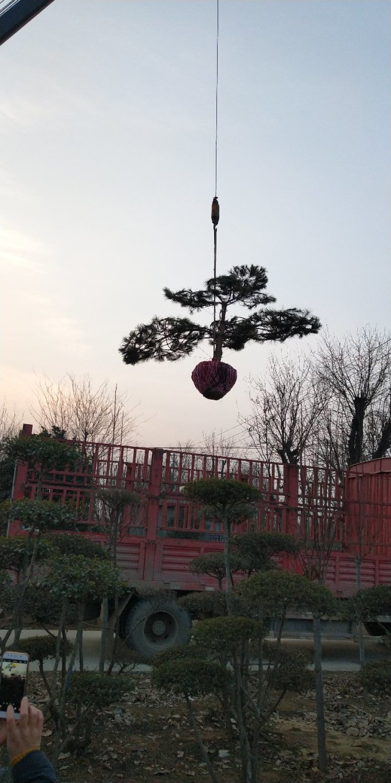 迎客松