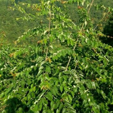 大量钩藤，草珊瑚供应批发