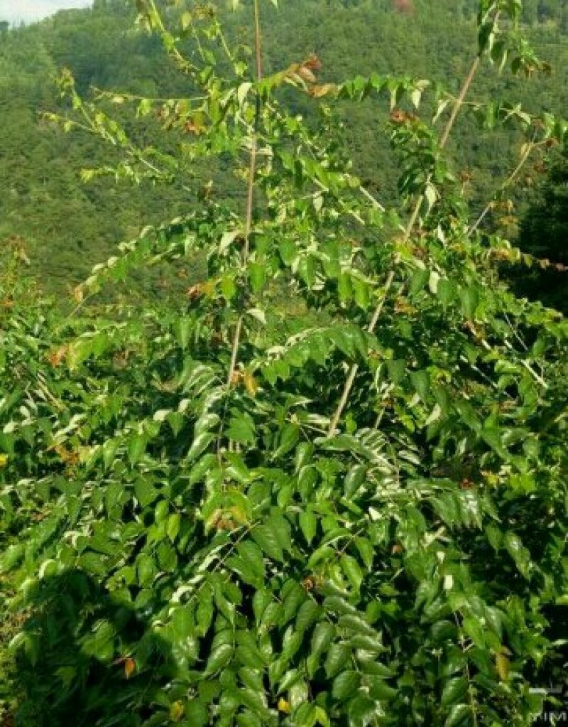大量钩藤，草珊瑚供应批发