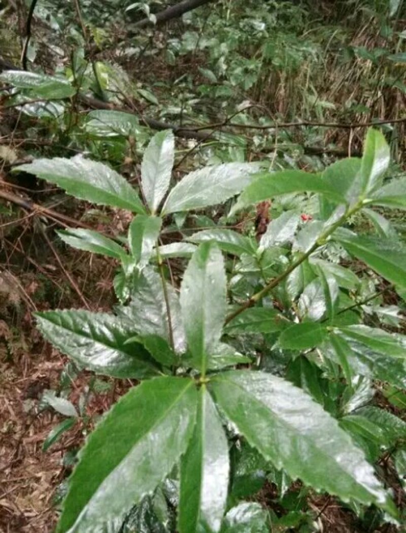 大量钩藤，草珊瑚供应批发