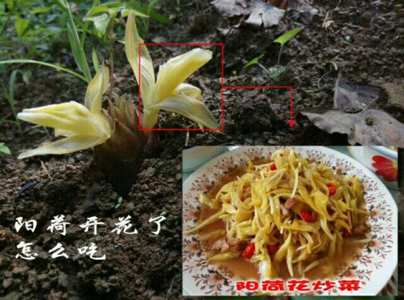 阳荷