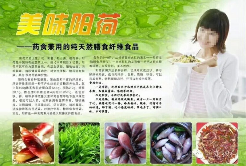 阳荷