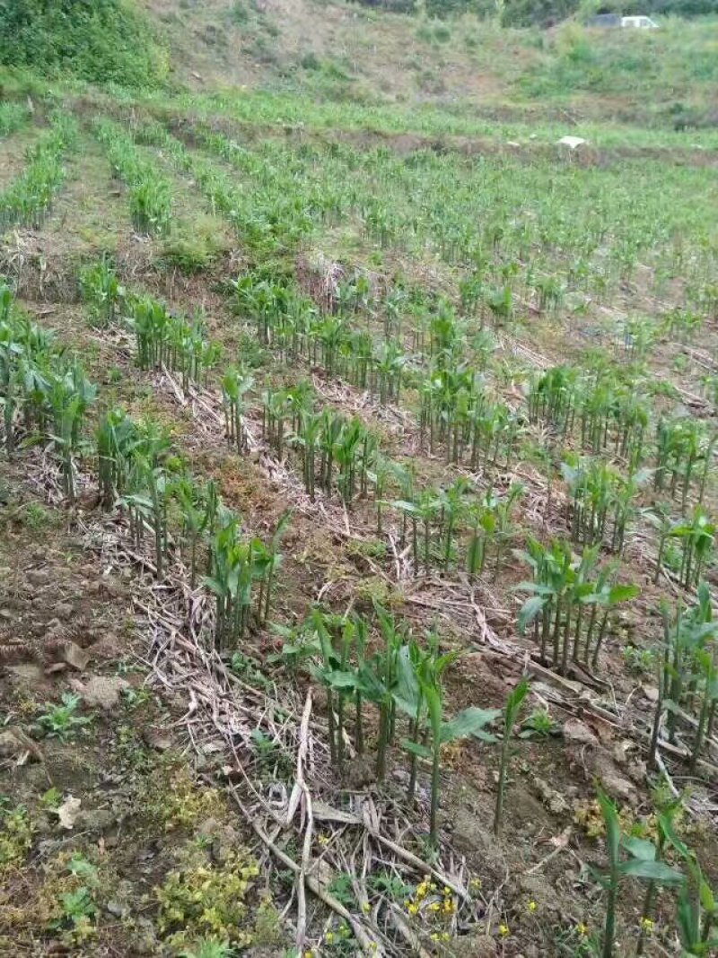 阳荷