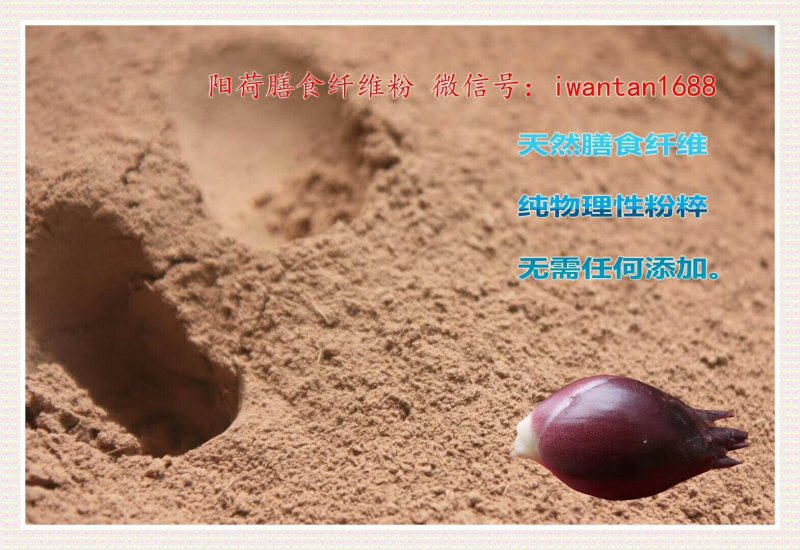 阳荷