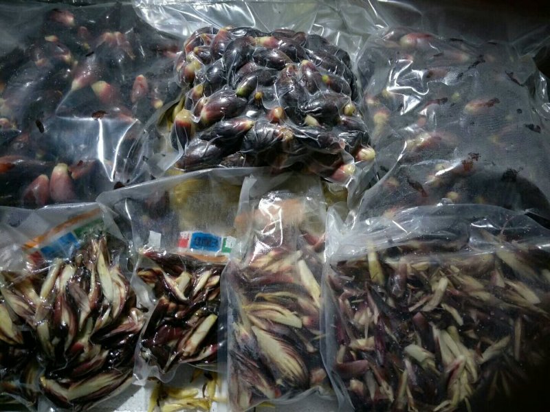 阳荷