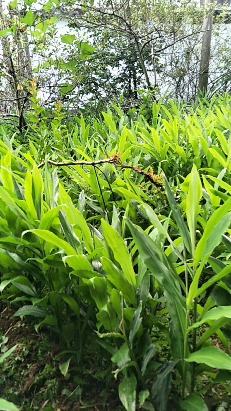 阳荷
