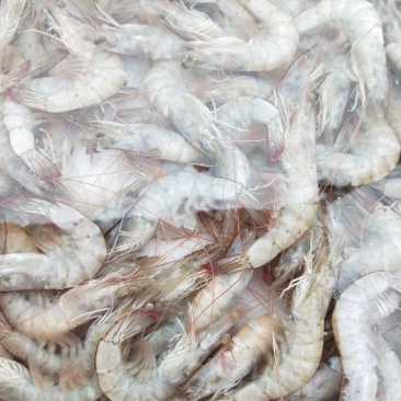 厄瓜多尔白虾冻虾