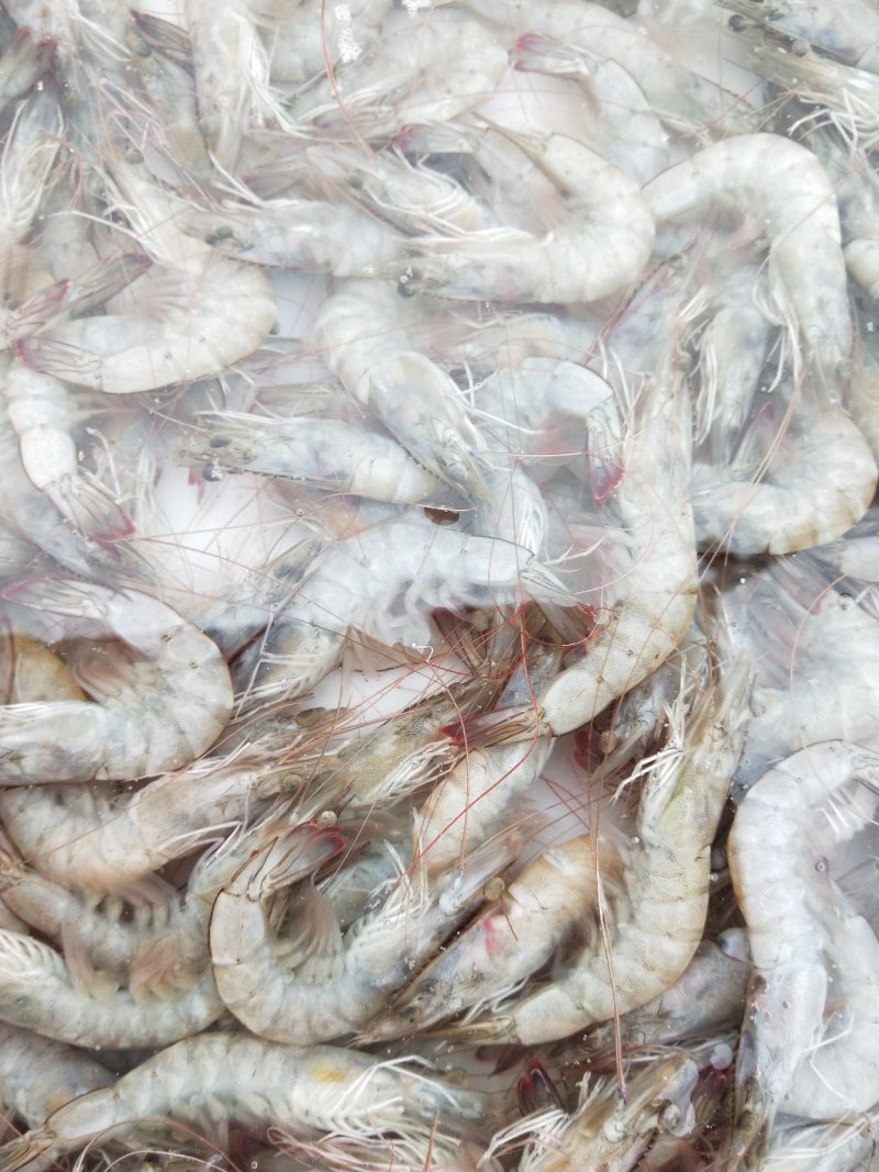 厄瓜多尔白虾冻虾