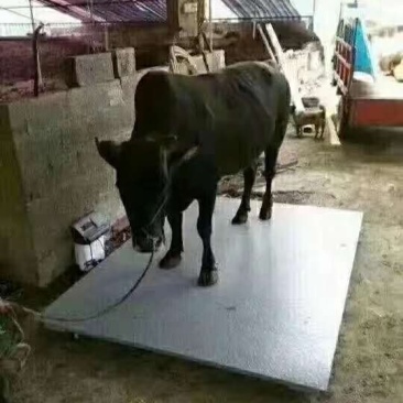 各种称重设备