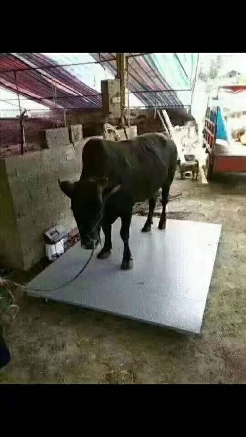 各种称重设备