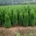 基地供应优质蜀桧1.5米-----2.5米高度