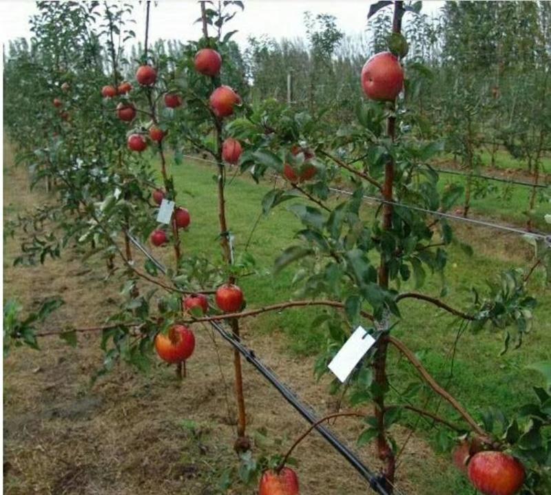 红富士苹果苗基地直发包成活包指导全国发货质量保证