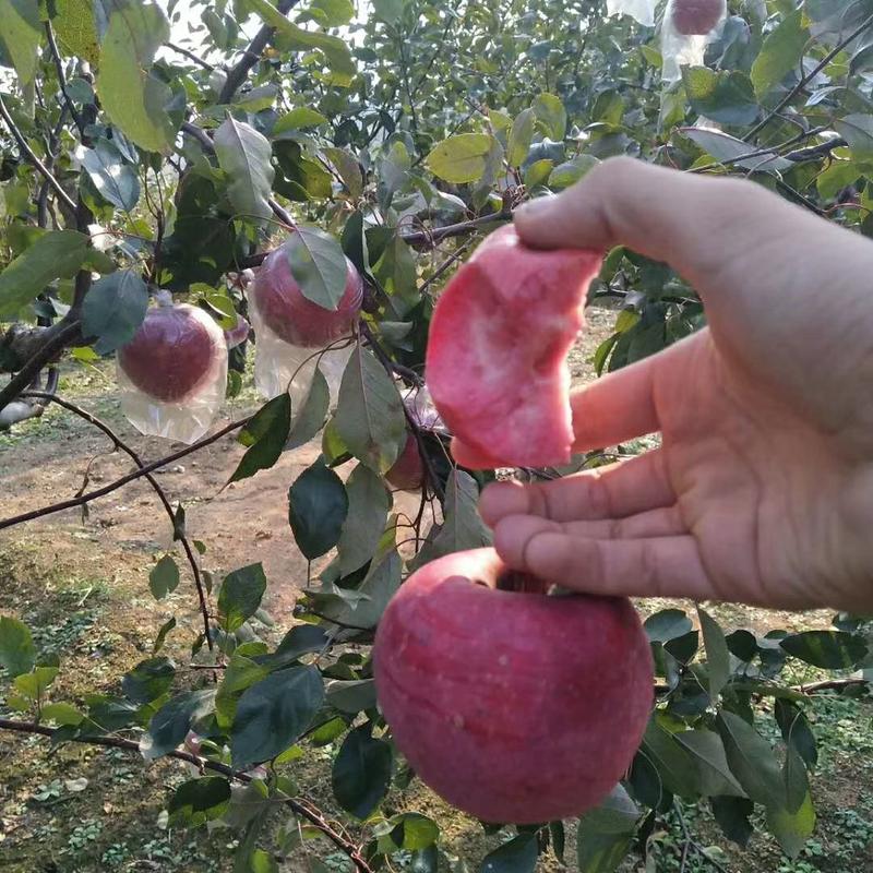 红富士苹果苗基地直发包成活包指导全国发货质量保证