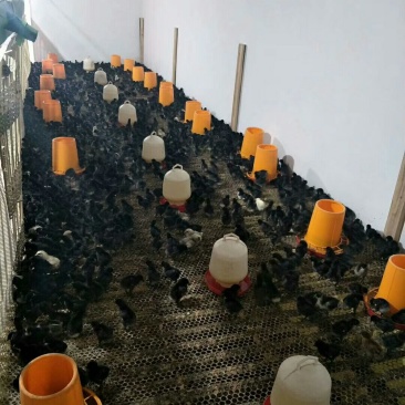 乌骨鸡鸡苗盐津乌骨鸡五黑鸡种蛋长年供应脱温苗