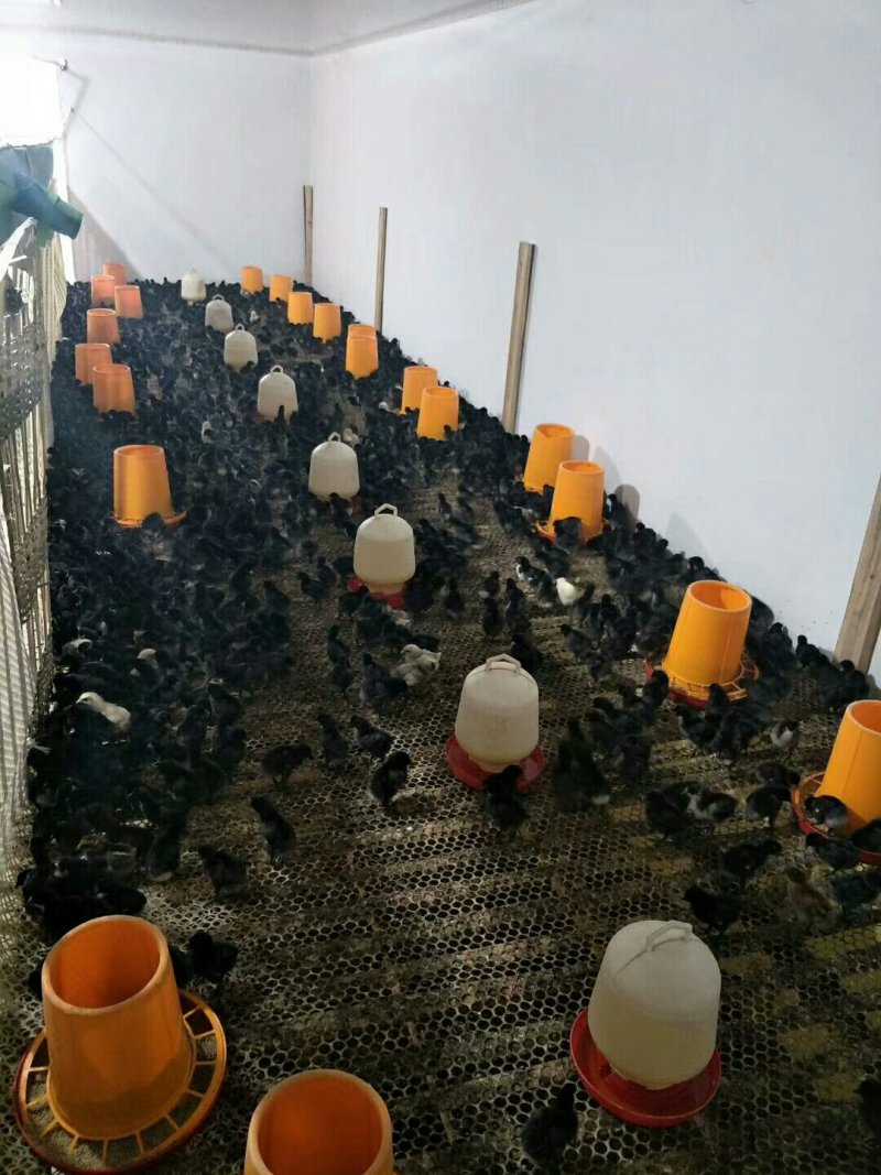 乌骨鸡鸡苗盐津乌骨鸡五黑鸡种蛋长年供应脱温苗