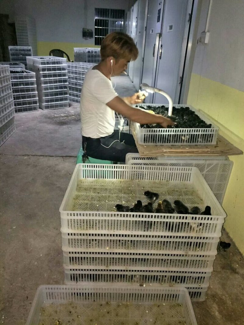 乌骨鸡鸡苗盐津乌骨鸡五黑鸡种蛋长年供应脱温苗