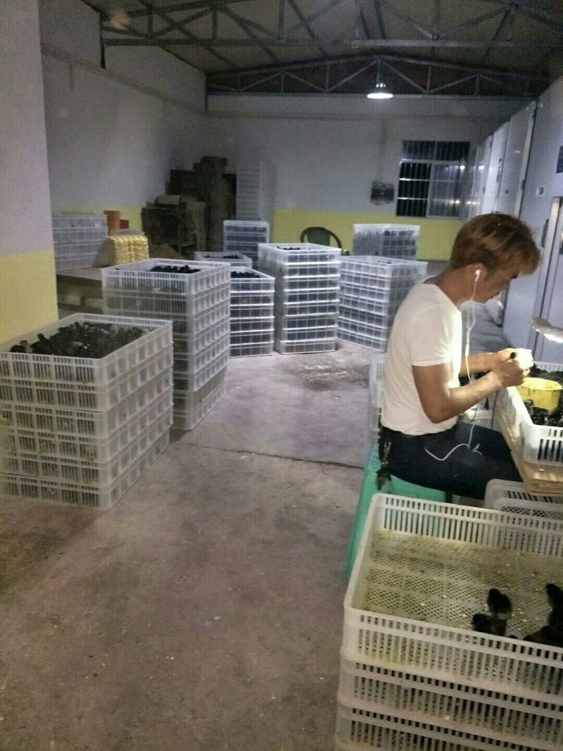 乌骨鸡鸡苗盐津乌骨鸡五黑鸡种蛋长年供应脱温苗
