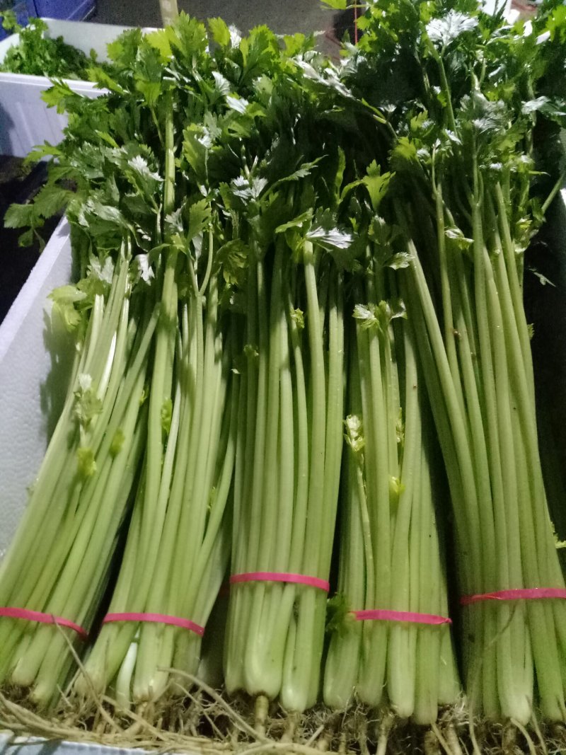 芹菜