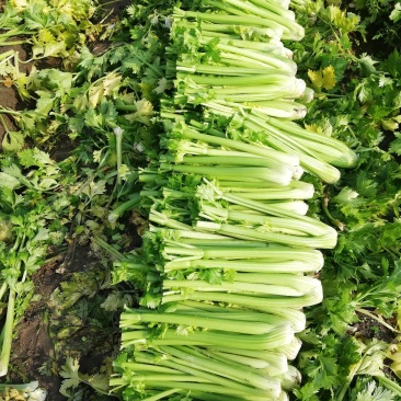 精品西芹还有150亩。感兴趣的老板抓紧了！