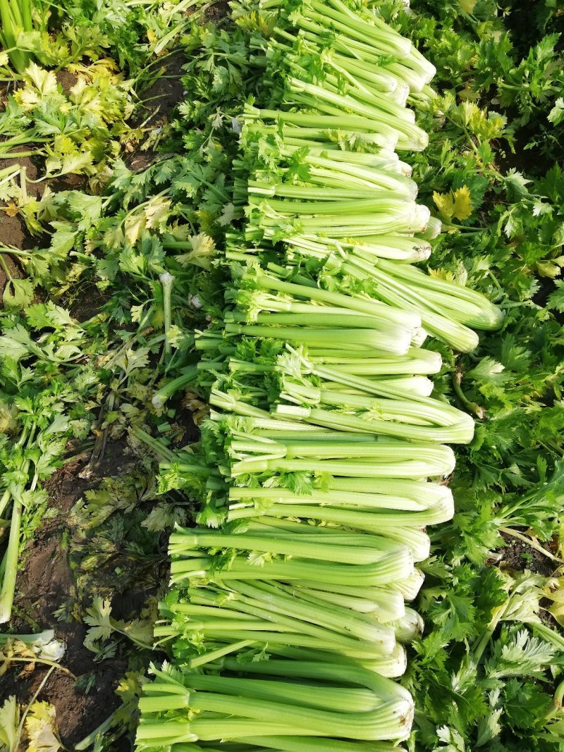 精品西芹还有150亩。感兴趣的老板抓紧了！