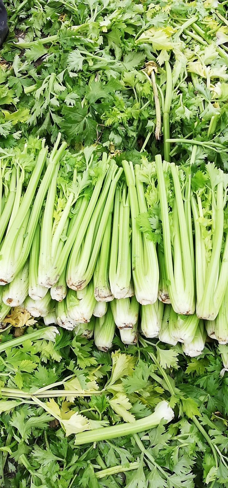 精品西芹还有150亩。感兴趣的老板抓紧了！