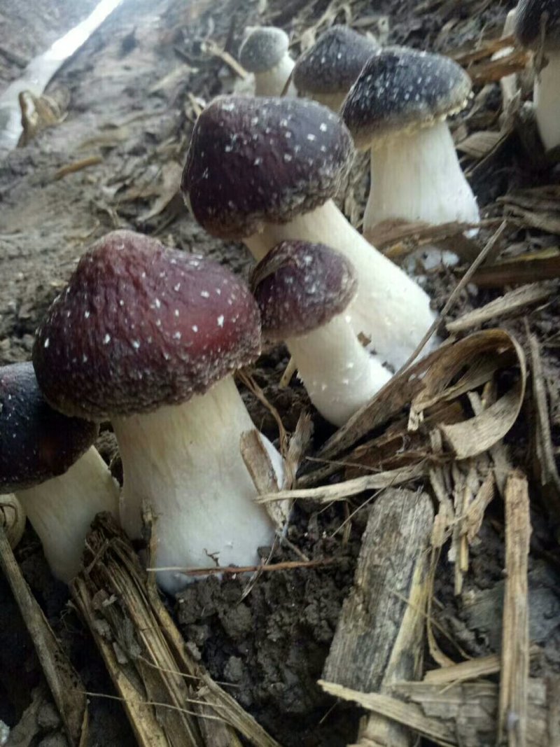 家庭农场种植