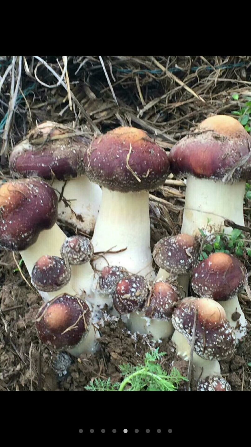 家庭农场种植