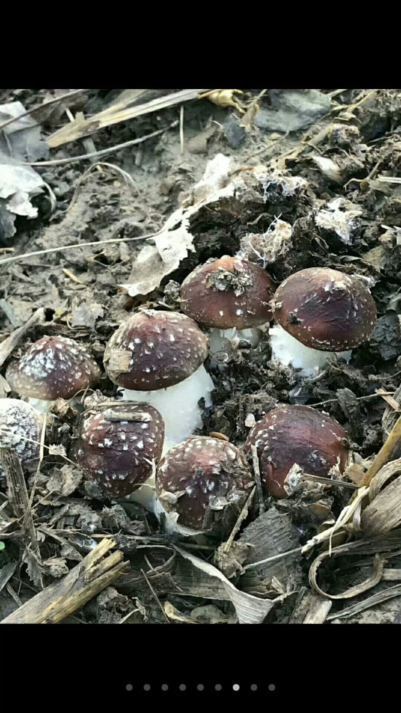 家庭农场种植