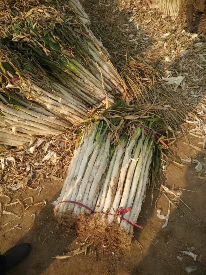 长白大葱产地，干葱