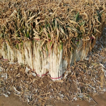 长白大葱产地，干葱