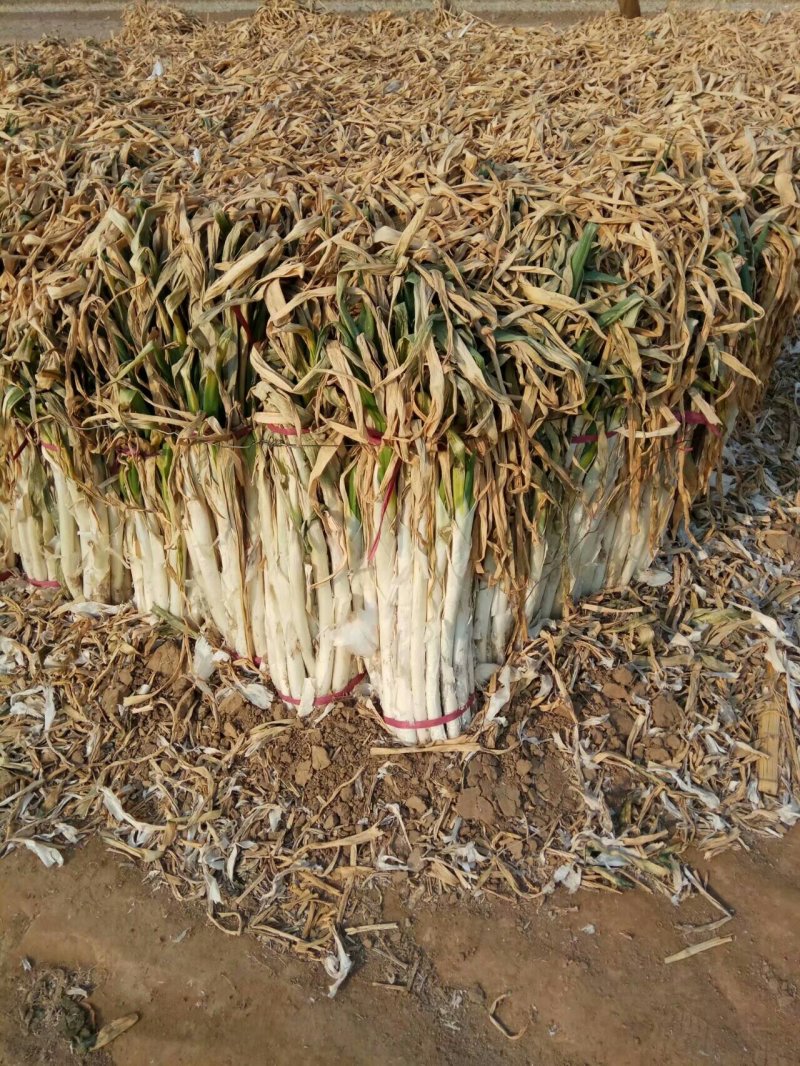 长白大葱产地，干葱