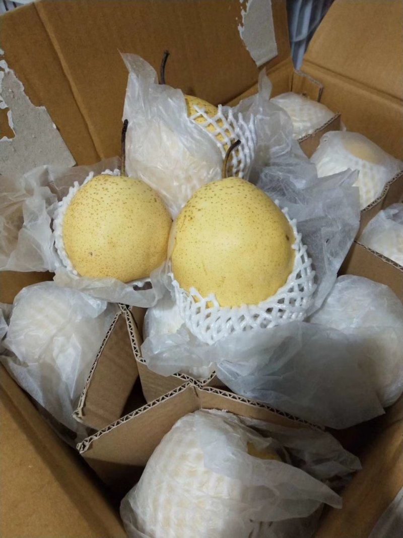 雪梨，鸭梨，皇冠，晚秋，丰水，新梨七号，玉露香，红香酥