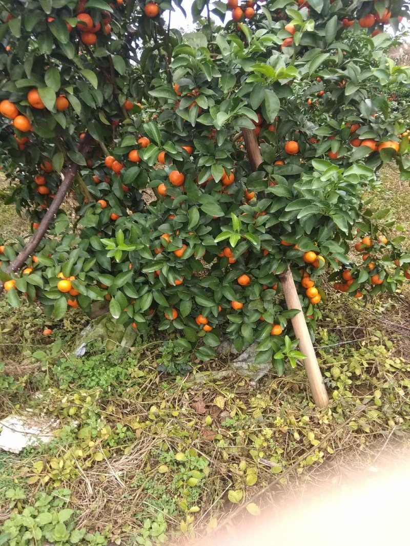 沙糖桔