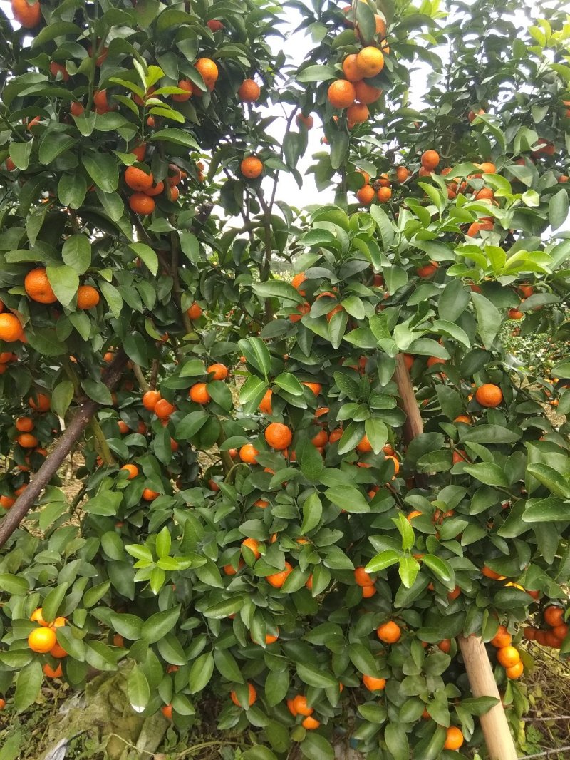 沙糖桔