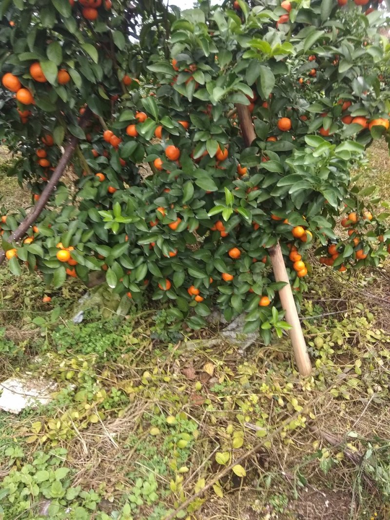 沙糖桔