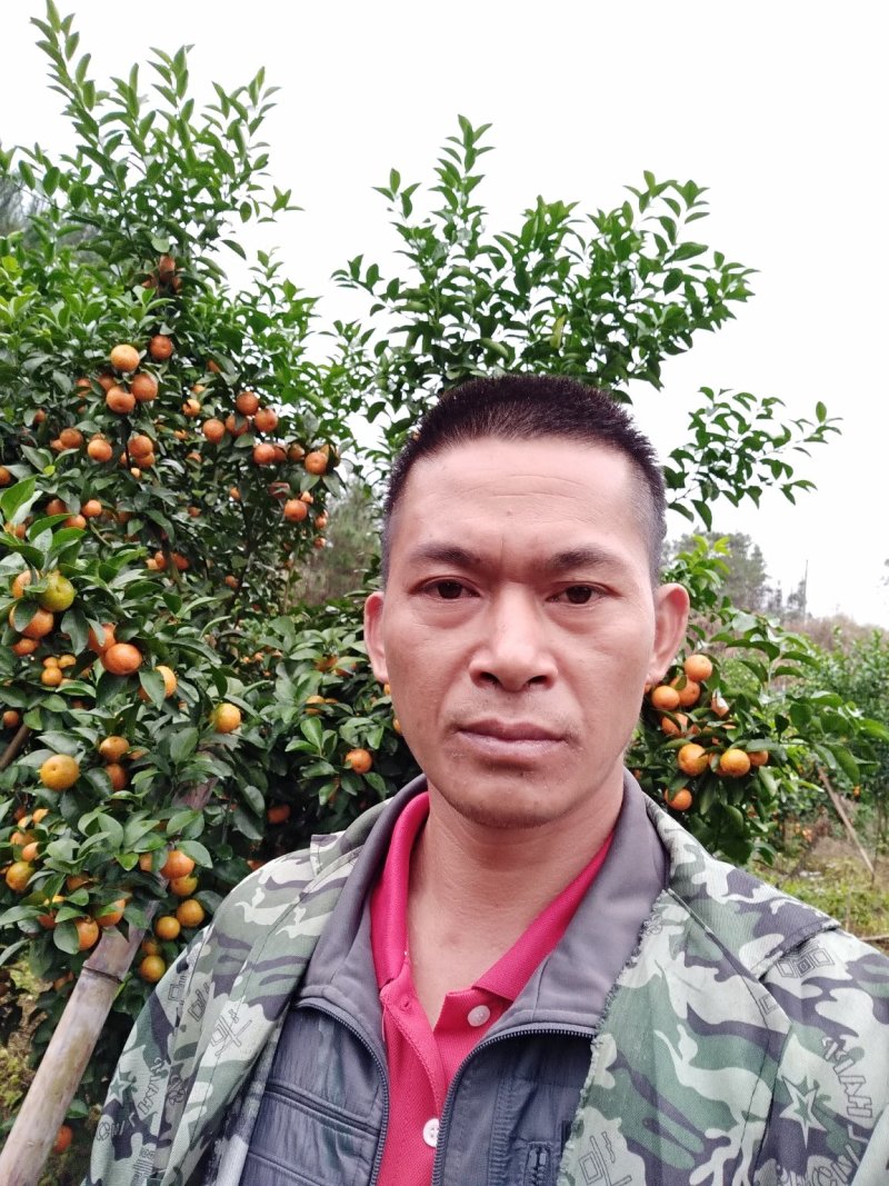 沙糖桔