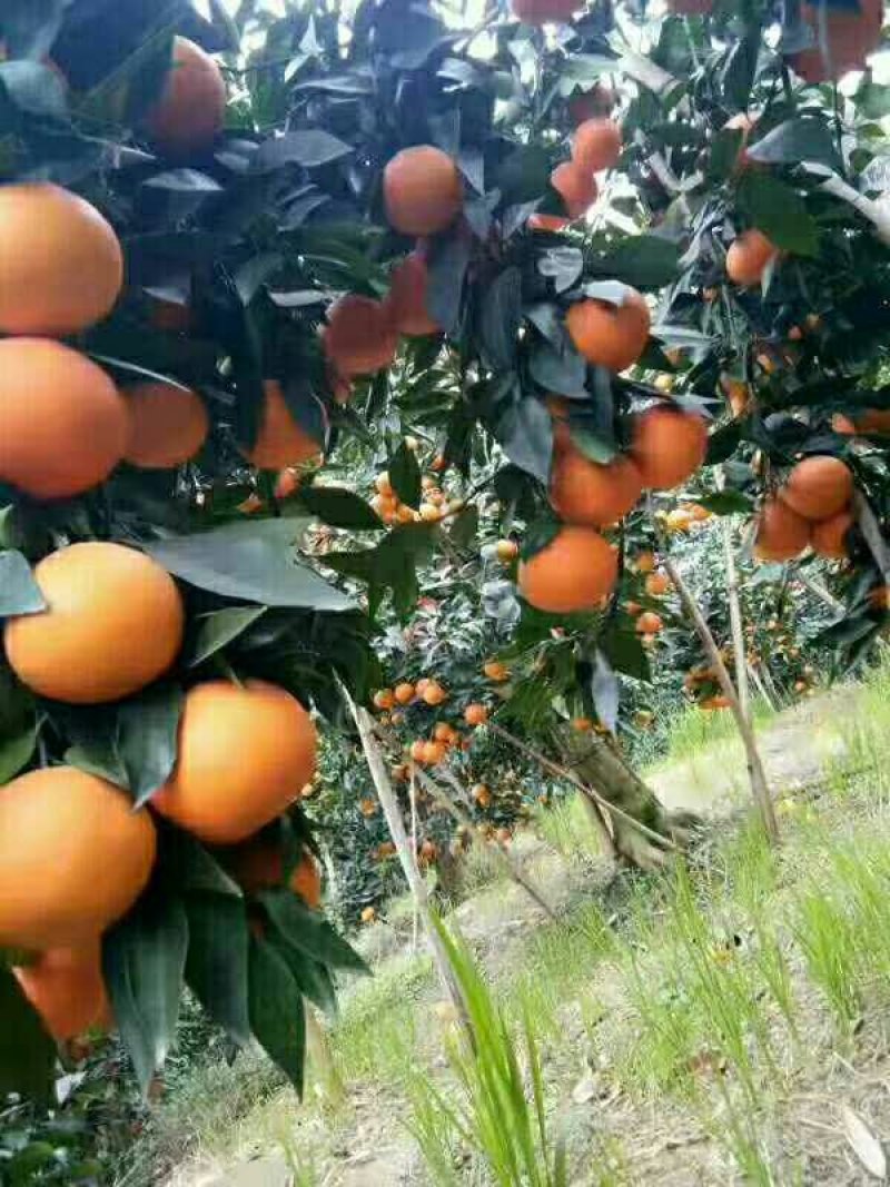 其它