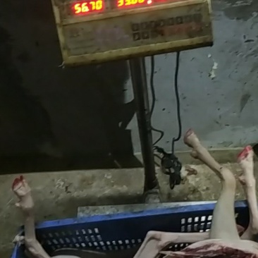 新鲜羊肉，白条，山羊批发