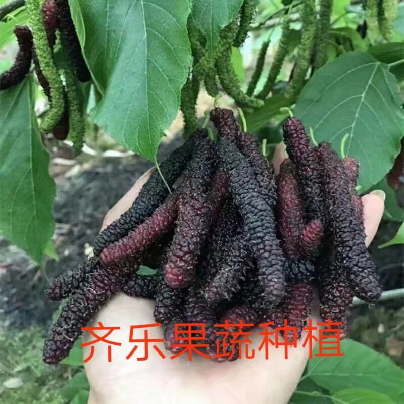 超级长果桑苗台湾长桑无籽大桑基地嫁接裸根苗挂果快