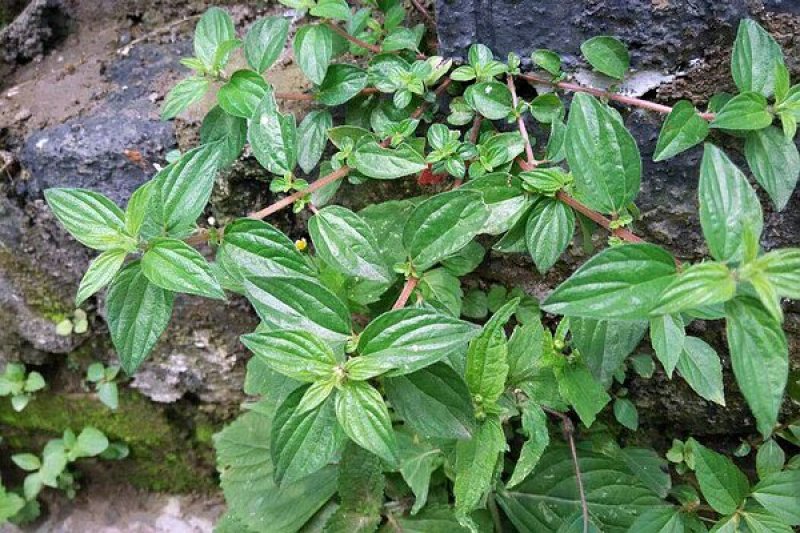 糯米草