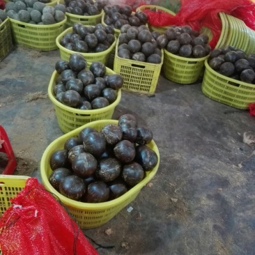 椰皇